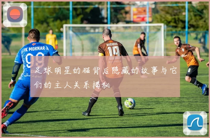 足球明星的猫背后隐藏的故事与它们的主人关系揭秘